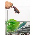 Chameleón - Schleich