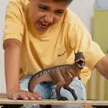 Giganotosaurus - Schleich