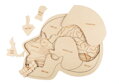 Anatómia hlavy  - drevené edukačné puzzle