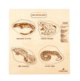 Obojživelníky - drevené vzdelávacie puzzle
