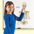 Magnetický model ľudského tela- obojstranný Learning Resources