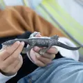 Nothosaurus - Schleich