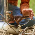 Utahraptor - Schleich