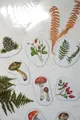 Magnetky- lesné, botanické