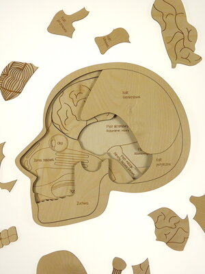 Anatómia hlavy - drevené edukačné puzzle  v českom jazyku