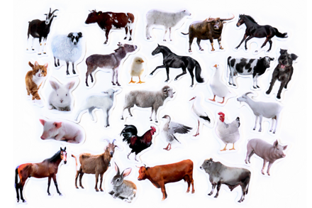 Magnetky - Spoznaj zvieratká z farmy 28 ks 