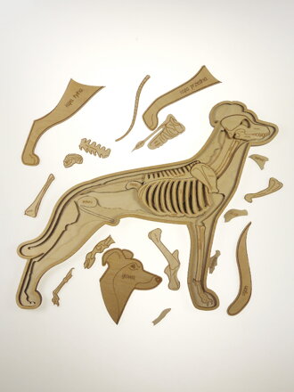 Anatómia psa - drevené edukačné puzzle