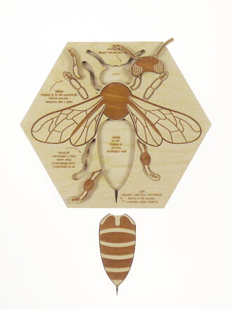 Anatómia včely -40% -drevené edukačné puzzle  v českom jazyku