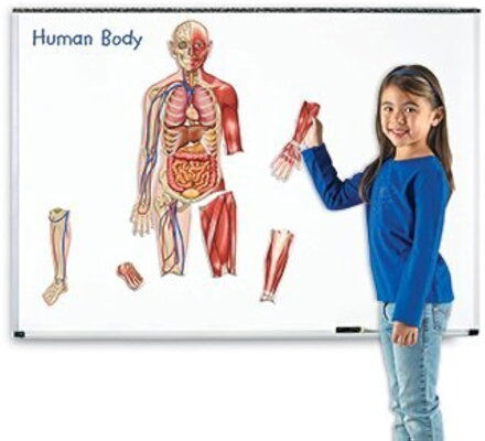 Magnetický model ľudského tela- obojstranný Learning Resources