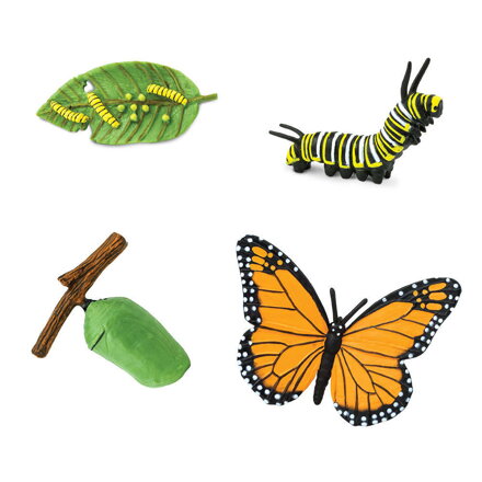 Safari LTD Motýľ - životný cyklus