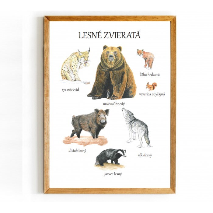 Plagát - lesné zvieratká 1 Plagát - lesné zvieratká 1