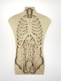 Ľudské telo -40% - drevené edukačné puzzle