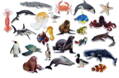 Magnetky - spoznaj podmorské zvieratá 26 ks