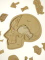 Anatómia hlavy - drevené edukačné puzzle