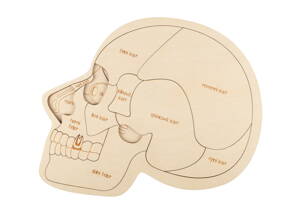 Anatómia hlavy - drevené edukačné puzzle  v českom jazyku