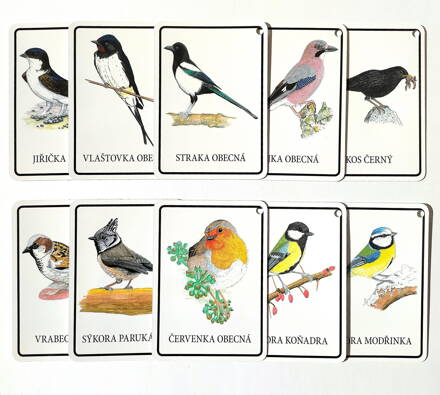 Výukové karty ptáčci pěvci v českom jazyku