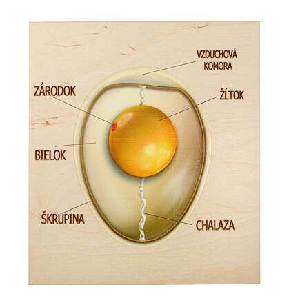 Vtáčie embryo