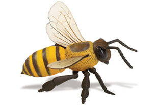 Safari LTD- Včela