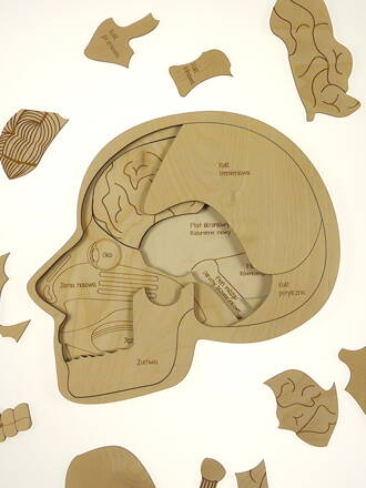 Anatómia hlavy - drevené edukačné puzzle