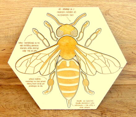 Anatómia včely - drevené vzdelávacie puzzle